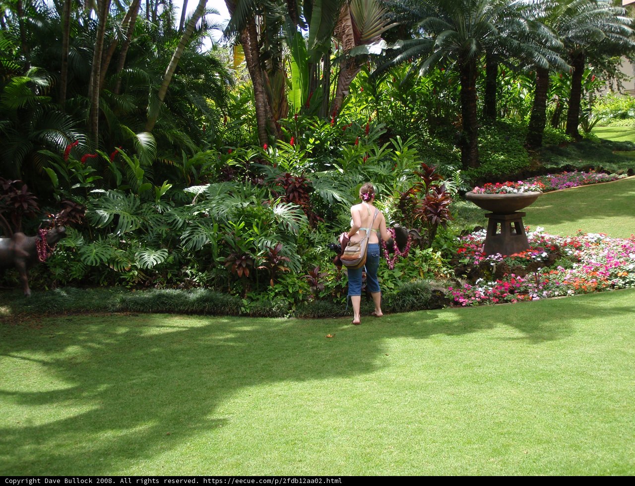 Strolling Through Paradise