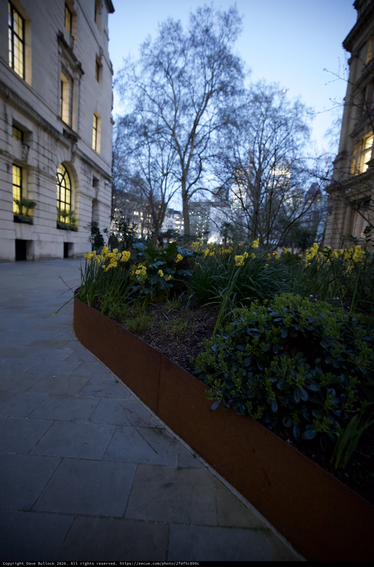 Spring Daffodils at Dusk in London Courtyard