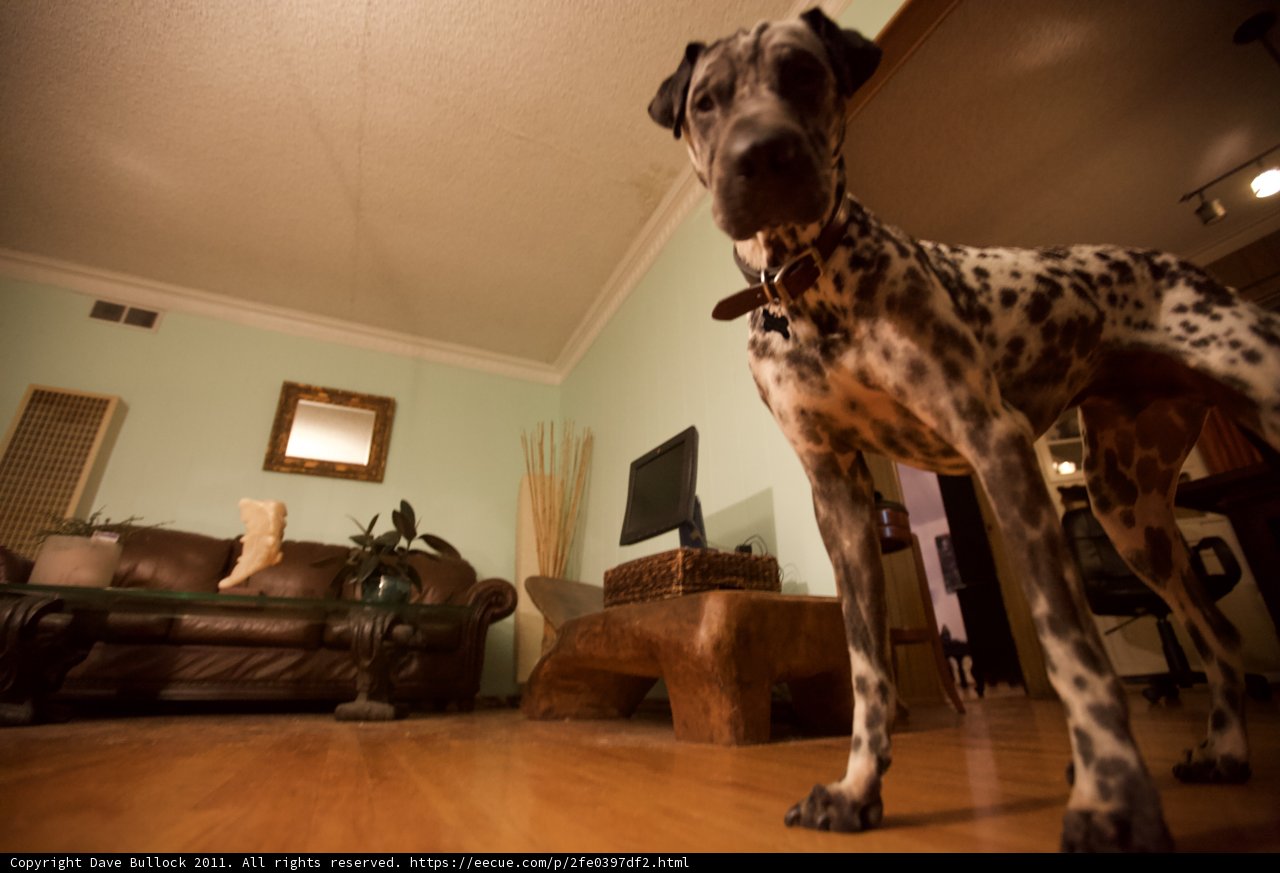 Dalmatian lounging on hardwood floor in chic living room