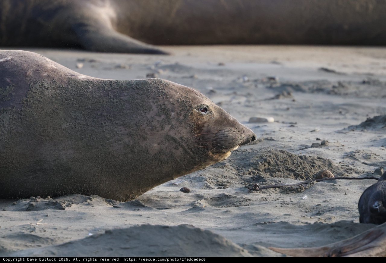 Elephant Seal Resting on Sandy Beach at Drakes Beach