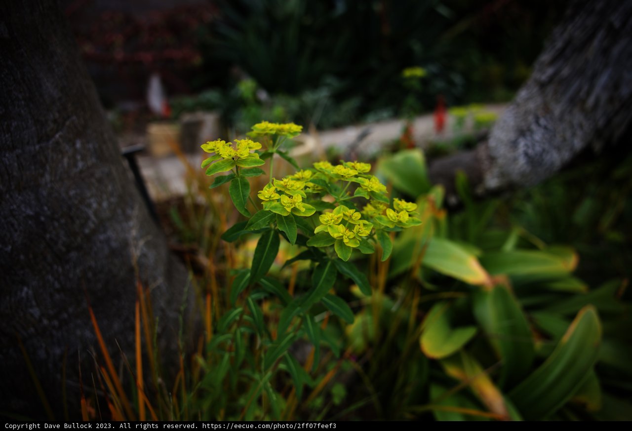 Blooming Beauty in the Botanical Garden