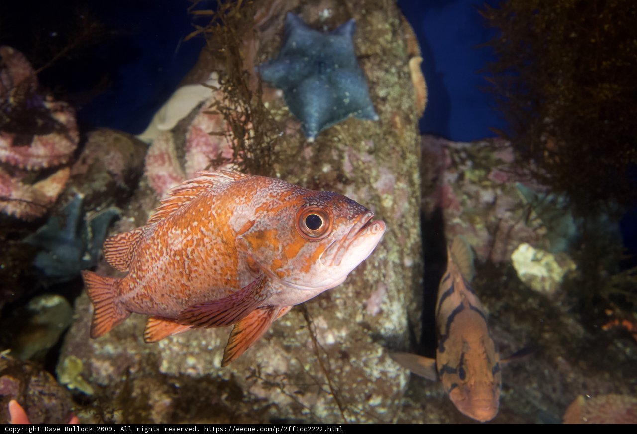Chill Snapper by the Rock