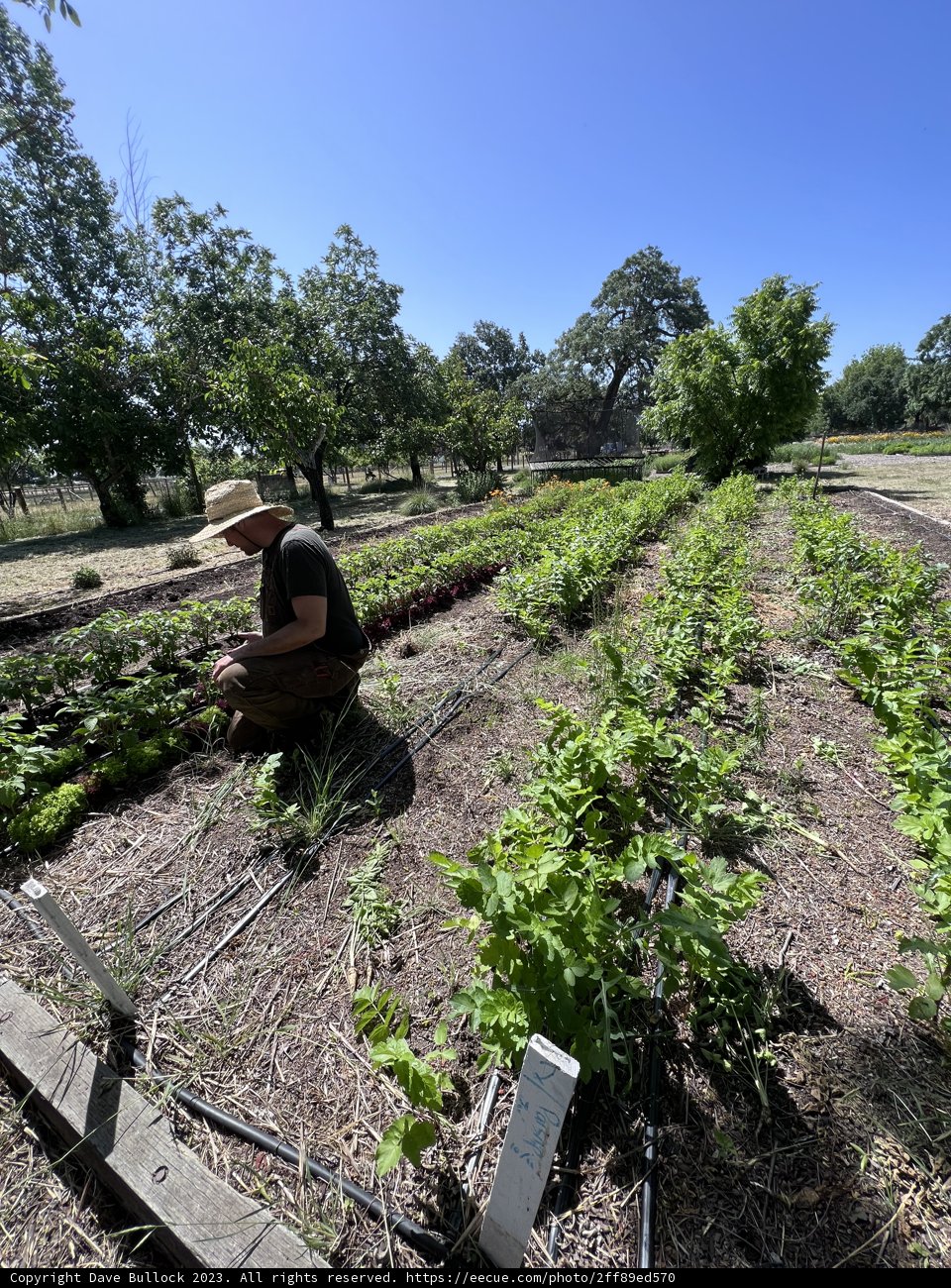 Embrace of Nature: A Day in Regenerative Gardening