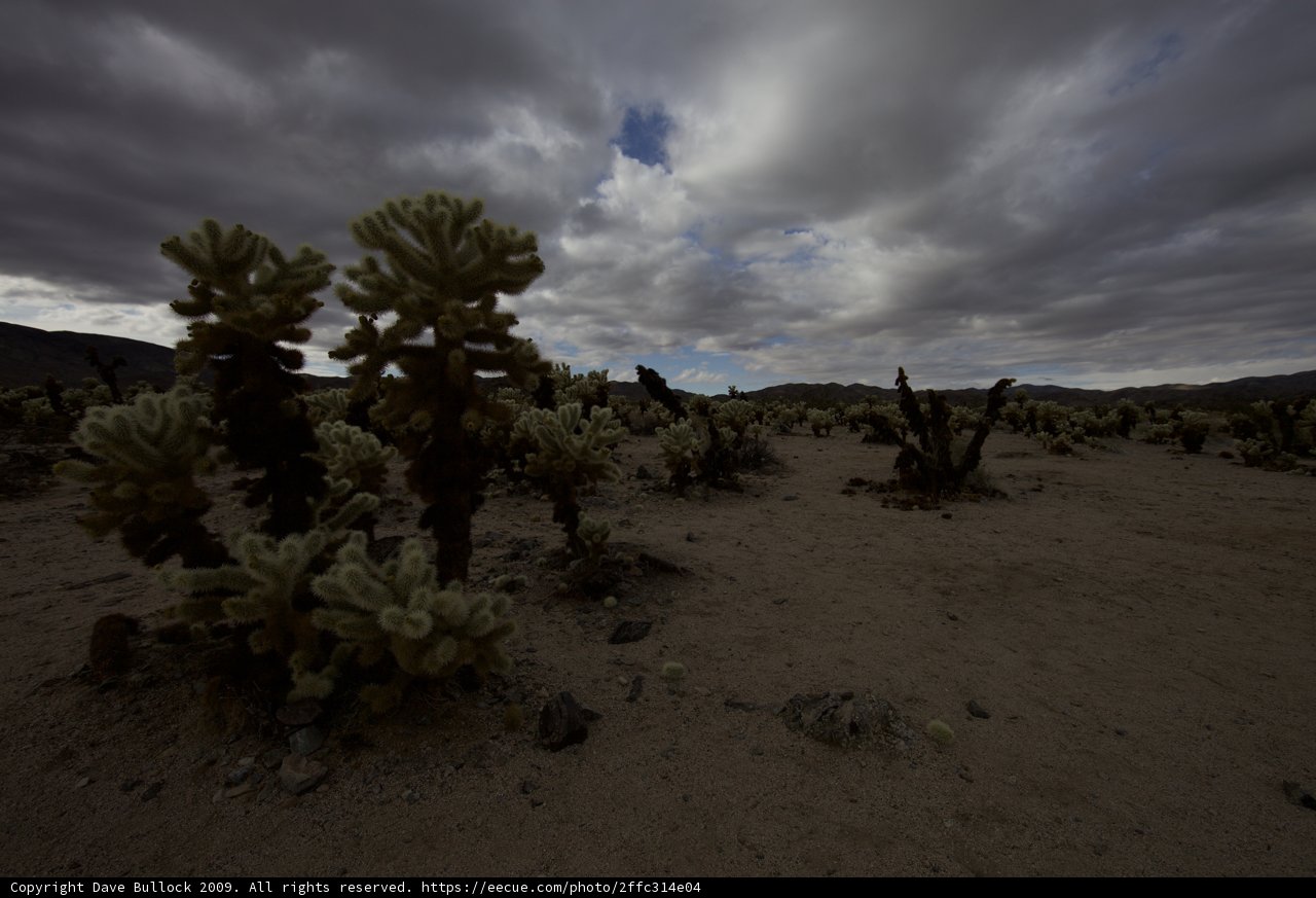 Desert Wilderness