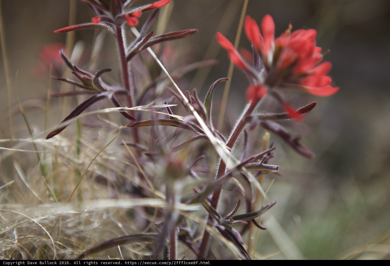 Red Geranium Flower in the Grass