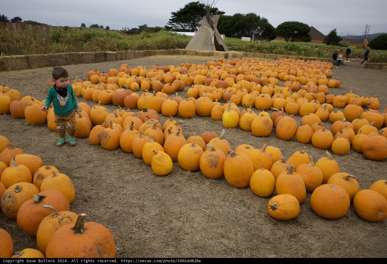 Pumpkin Patch Adventures