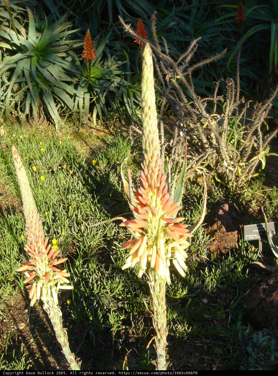 Sunny Aloe Flower