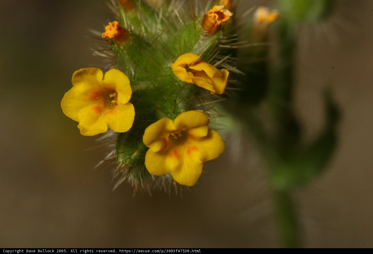Delicate Yellow Bloom