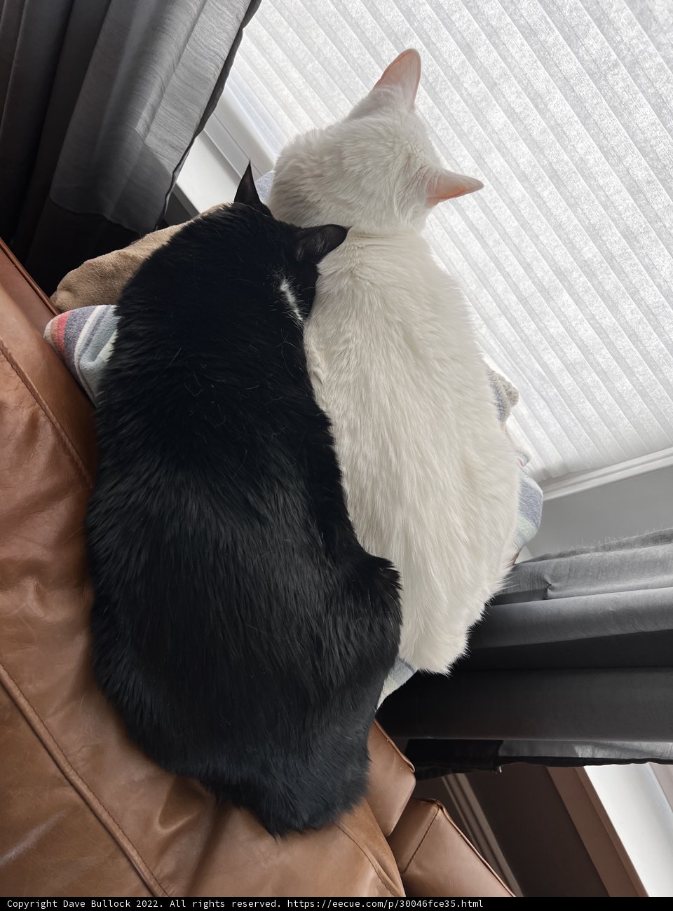 Cozy Cats on the Couch