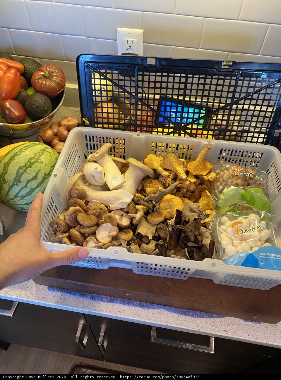 Mushroom Harvest