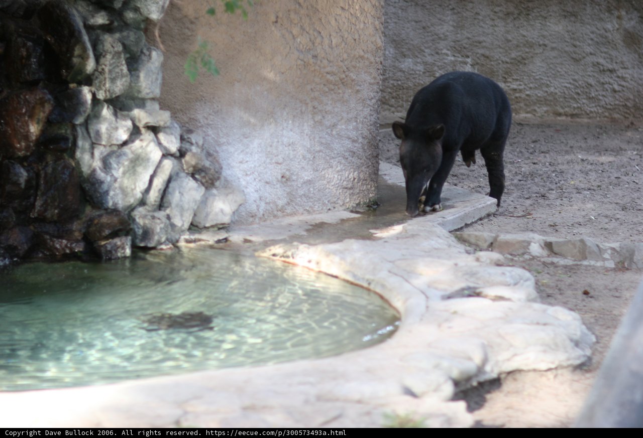 A Majestic Black Bear on a Promenade