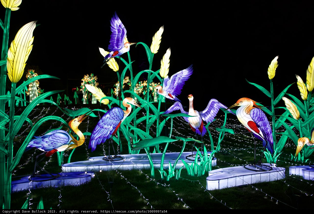 The Night Glow at Oakland Zoo