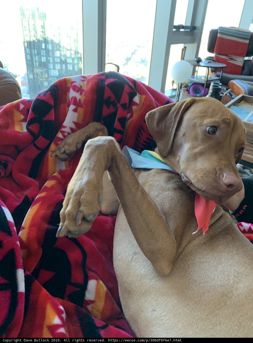 Cozy Canine