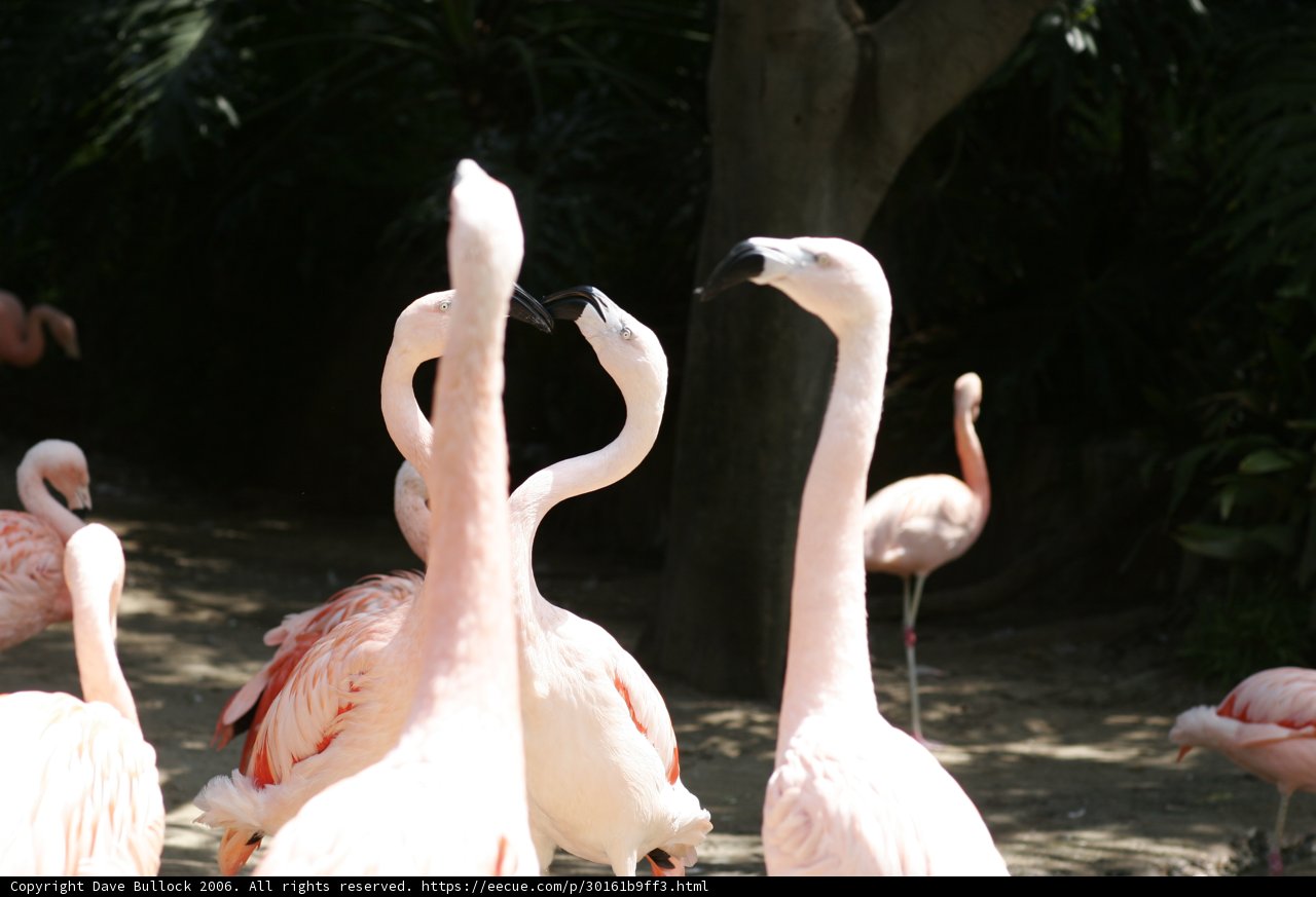 Flock of Flamingos in a Field