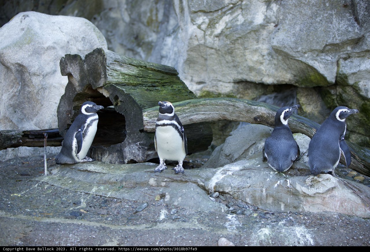 The Penguin Quartet at SF Zoo