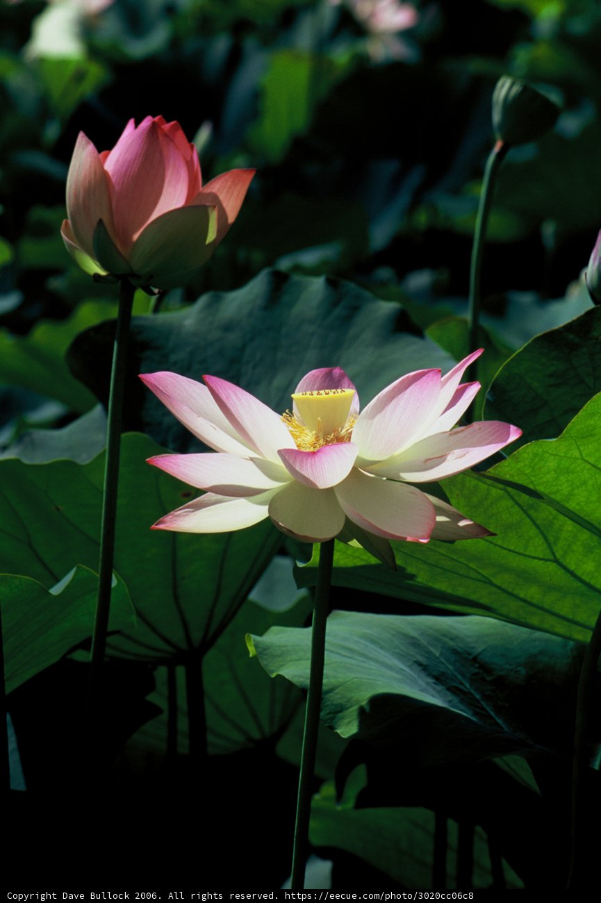 Serene Pink Pond Lily