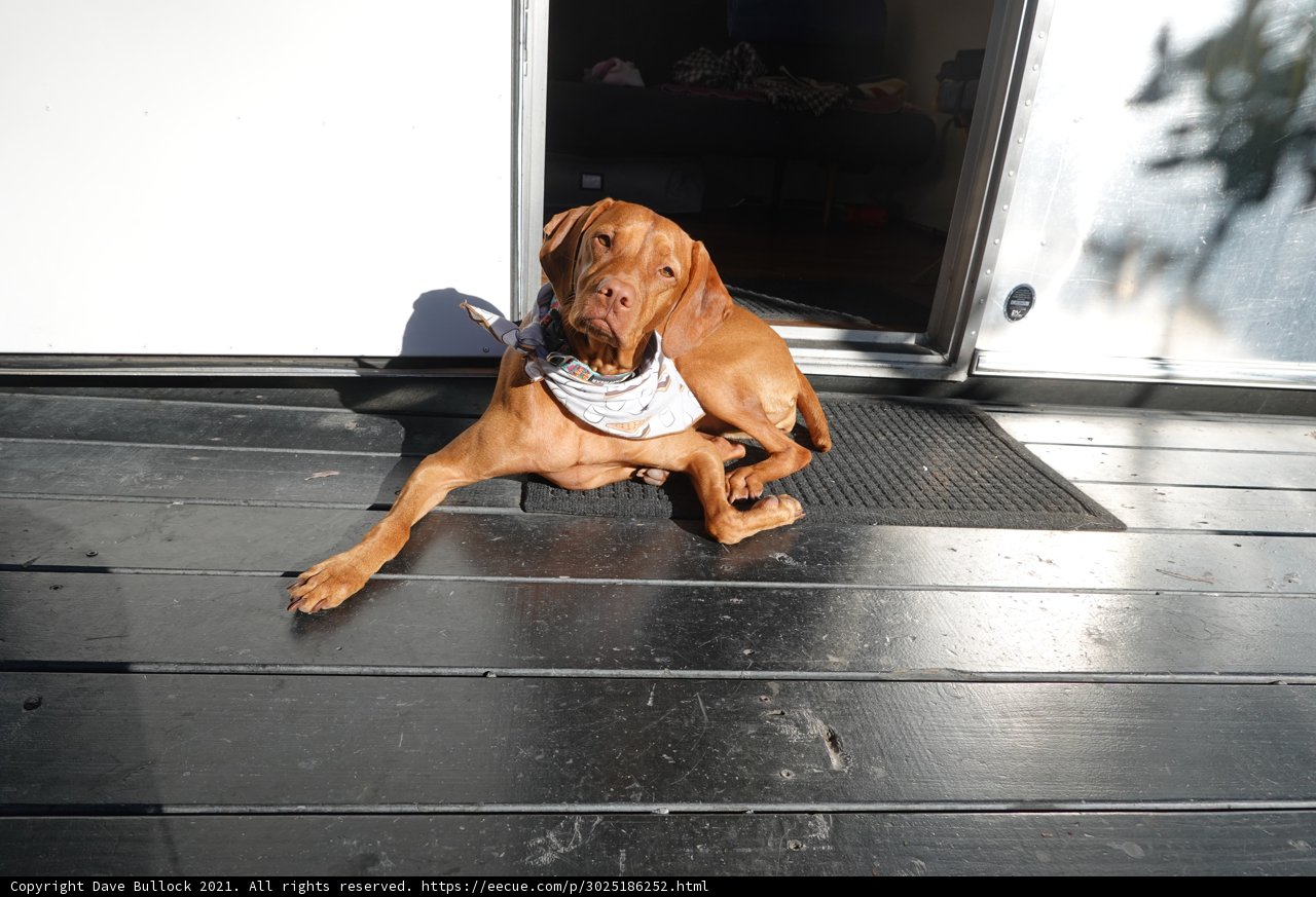 Relaxing on the Wood Floor
