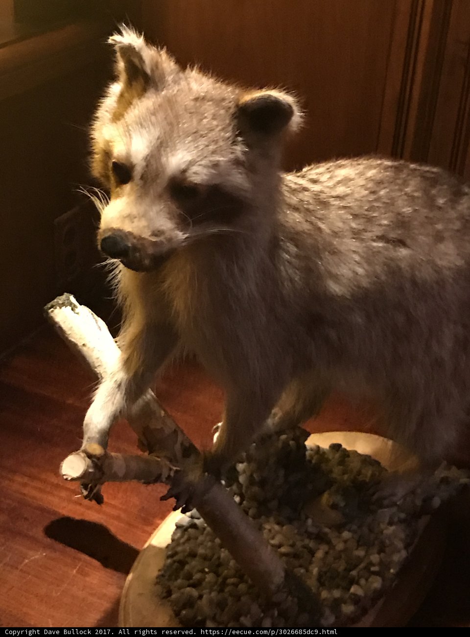 Stuffed Raccoon on Display
