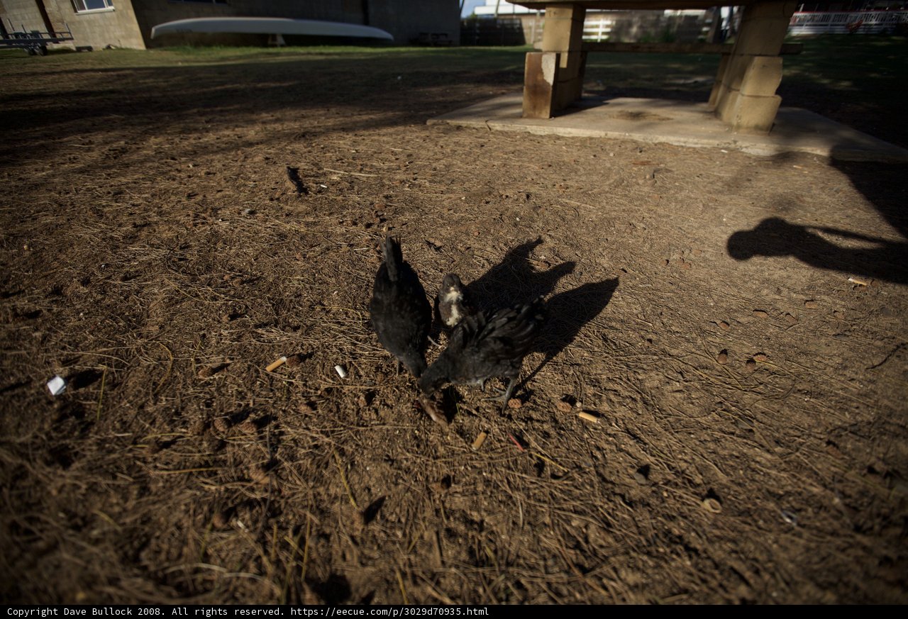 Birds on the Ground near the Bench