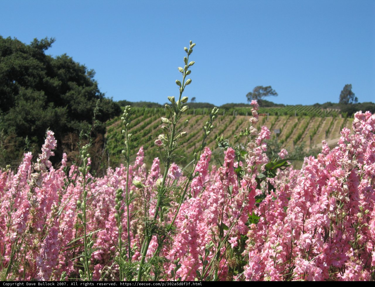 Blooming Beauty in the Countryside