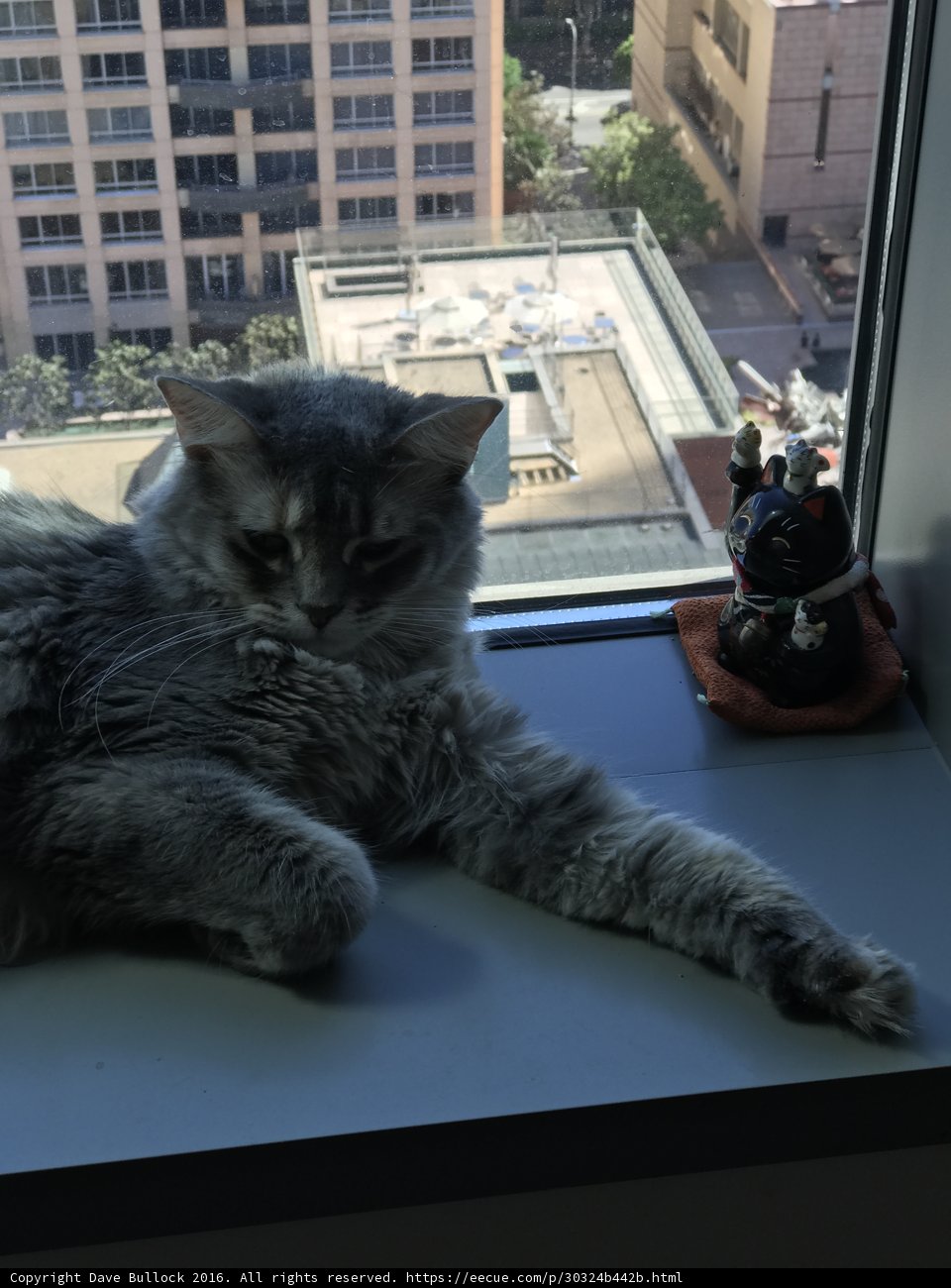 City Cat