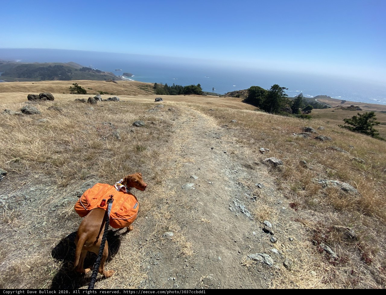 Backpacking with my canine friend
