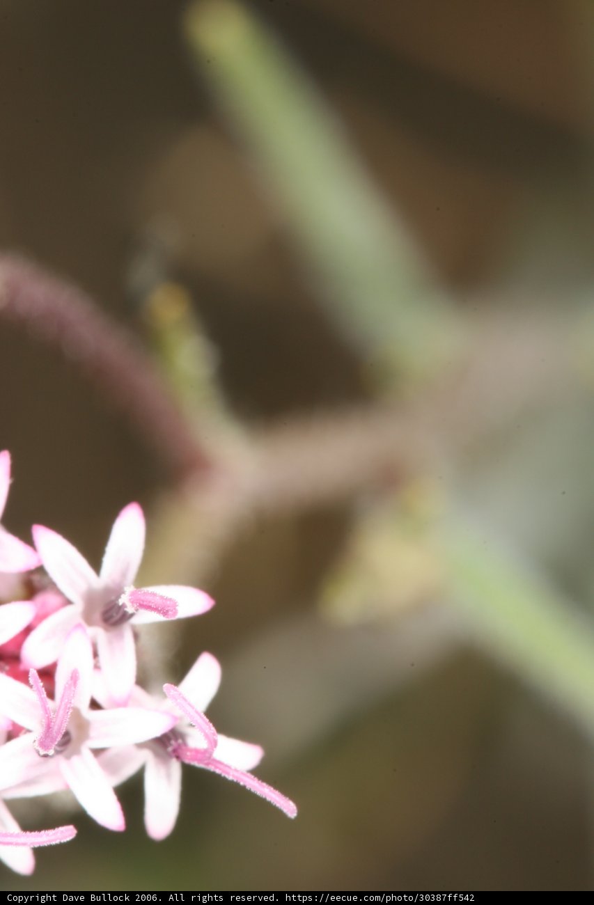 A Stunning Pink Flower with Small White Petals