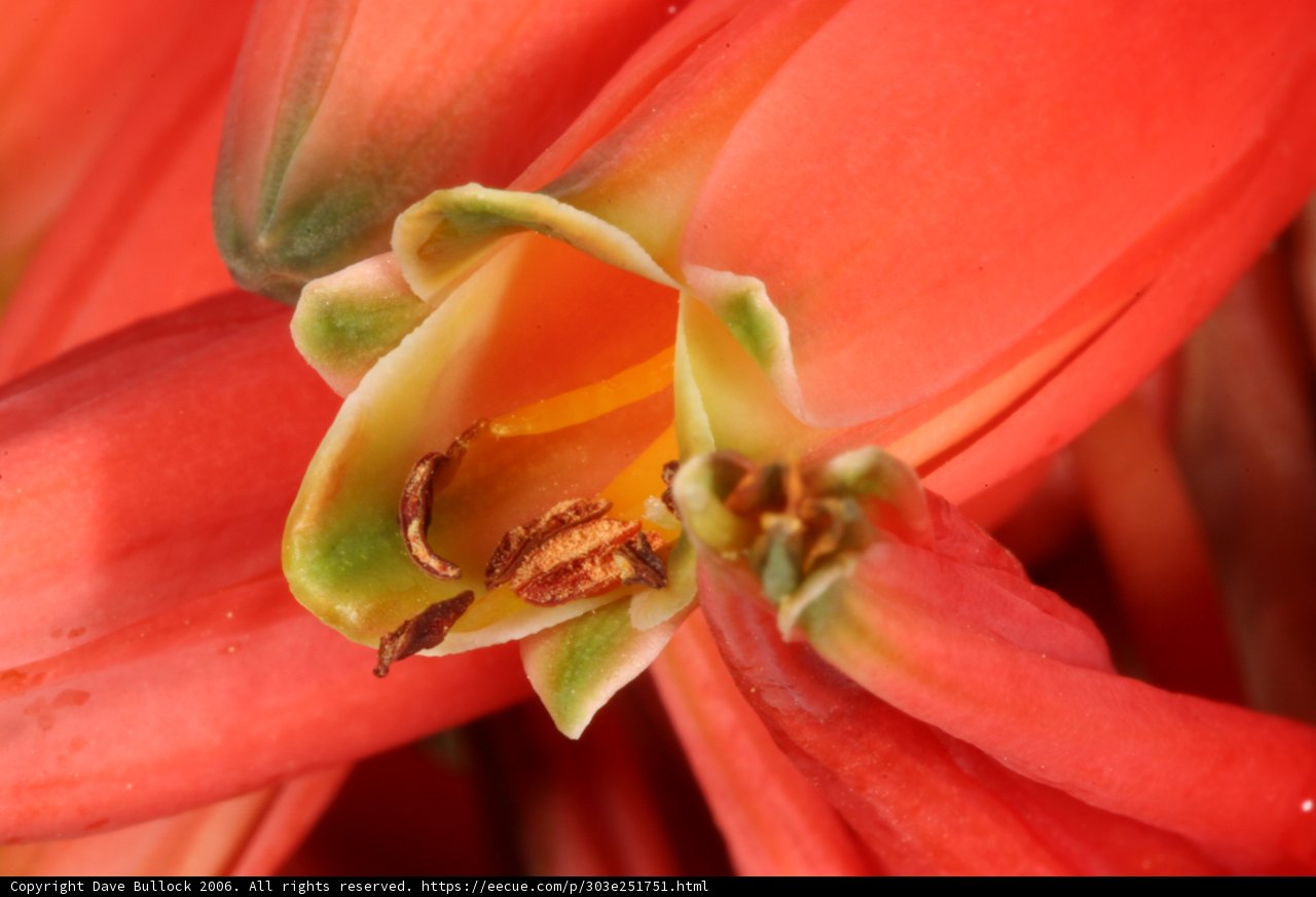Green-Centered Lily Close-Up