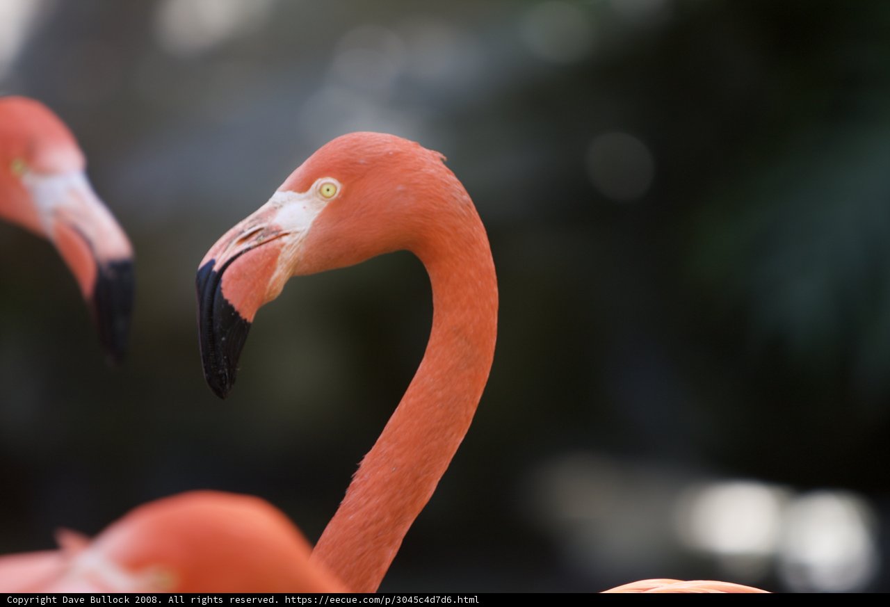 Flamingo Friends