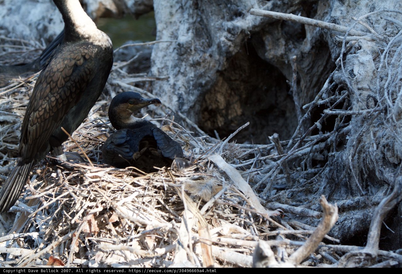 Nesting Cormorant