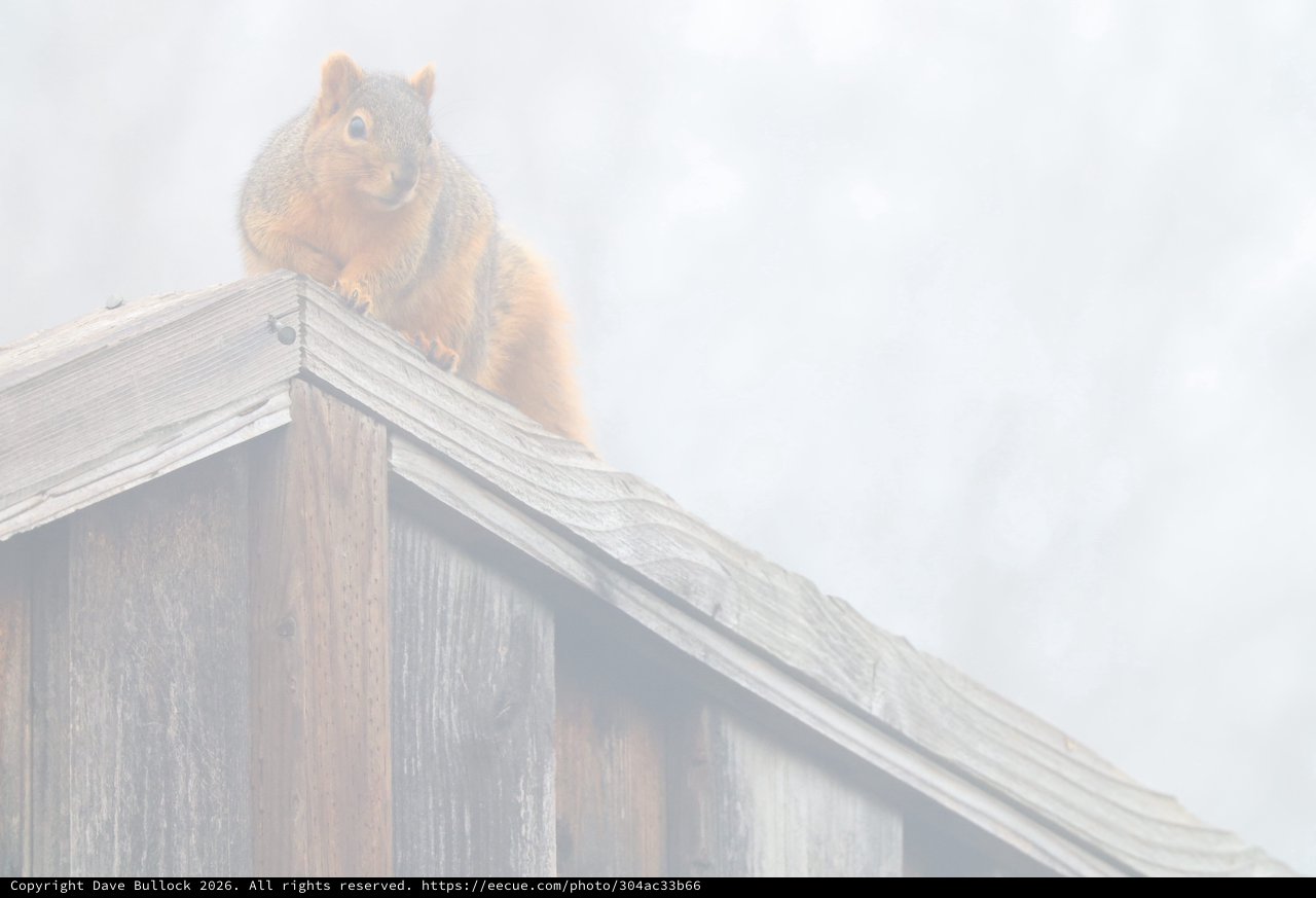 Squirrel Perched on Wooden Fence in Foggy Morning
