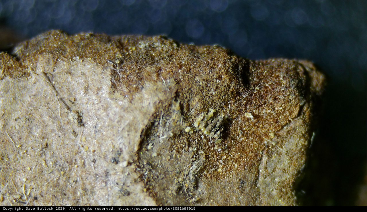 Extreme Macro: Fibrous Texture of Compressed Organic Material