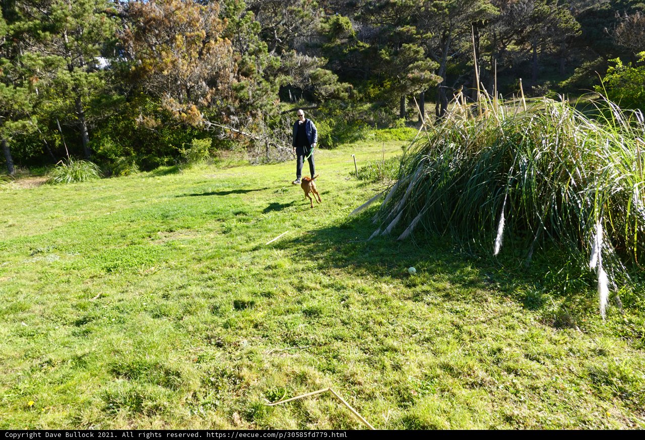 A Walk in the Fields with my Best Friend