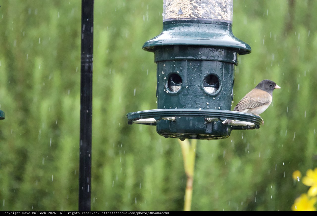Dark-Eyed Junco Braving the Rain at Bird Feeder