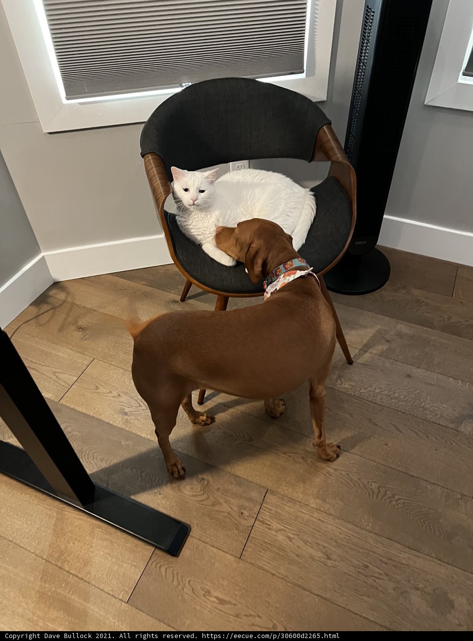 The Chair Companions