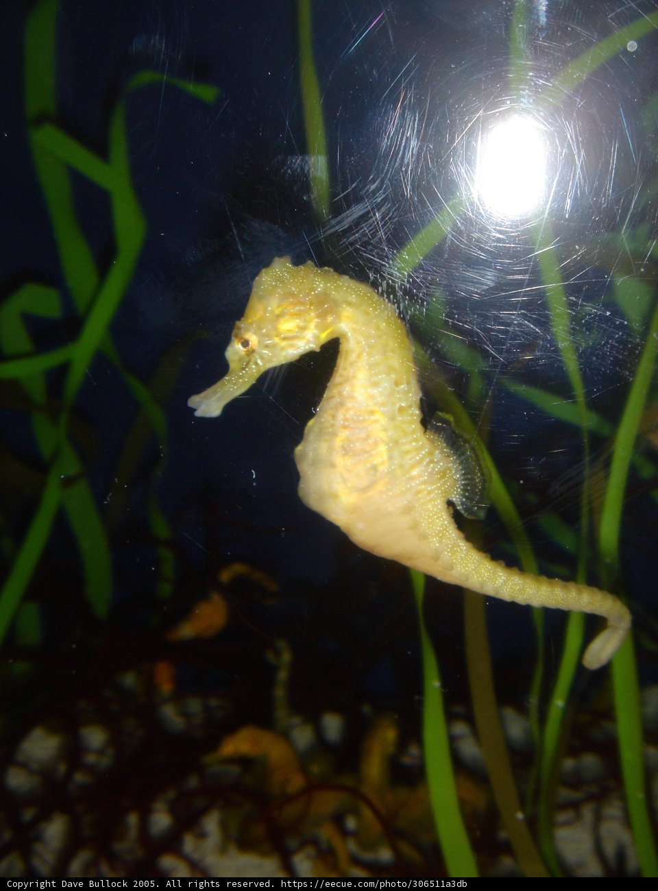 Seahorse in a Sea of Seaweed