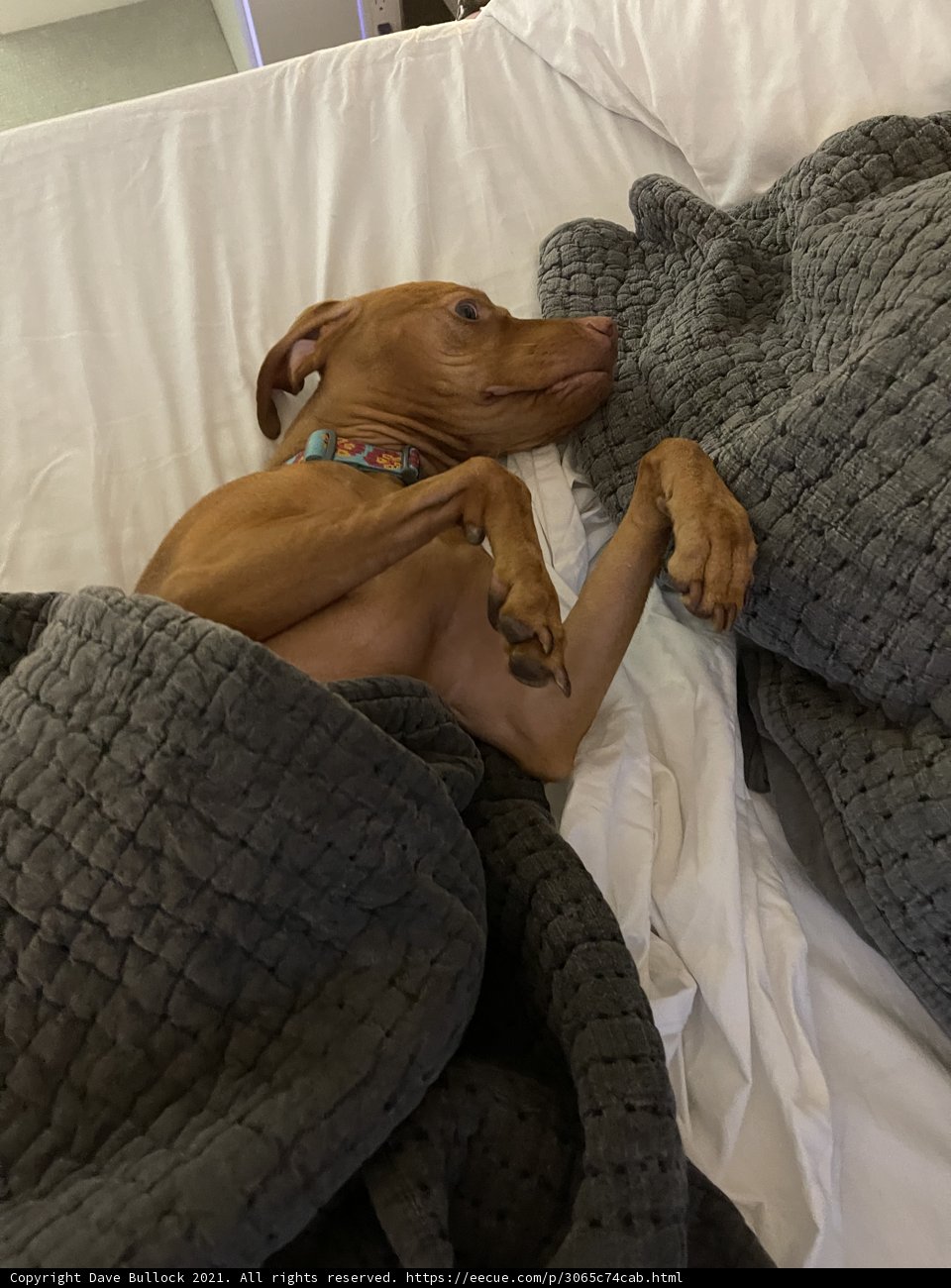 Cozy Canine with a Blanket