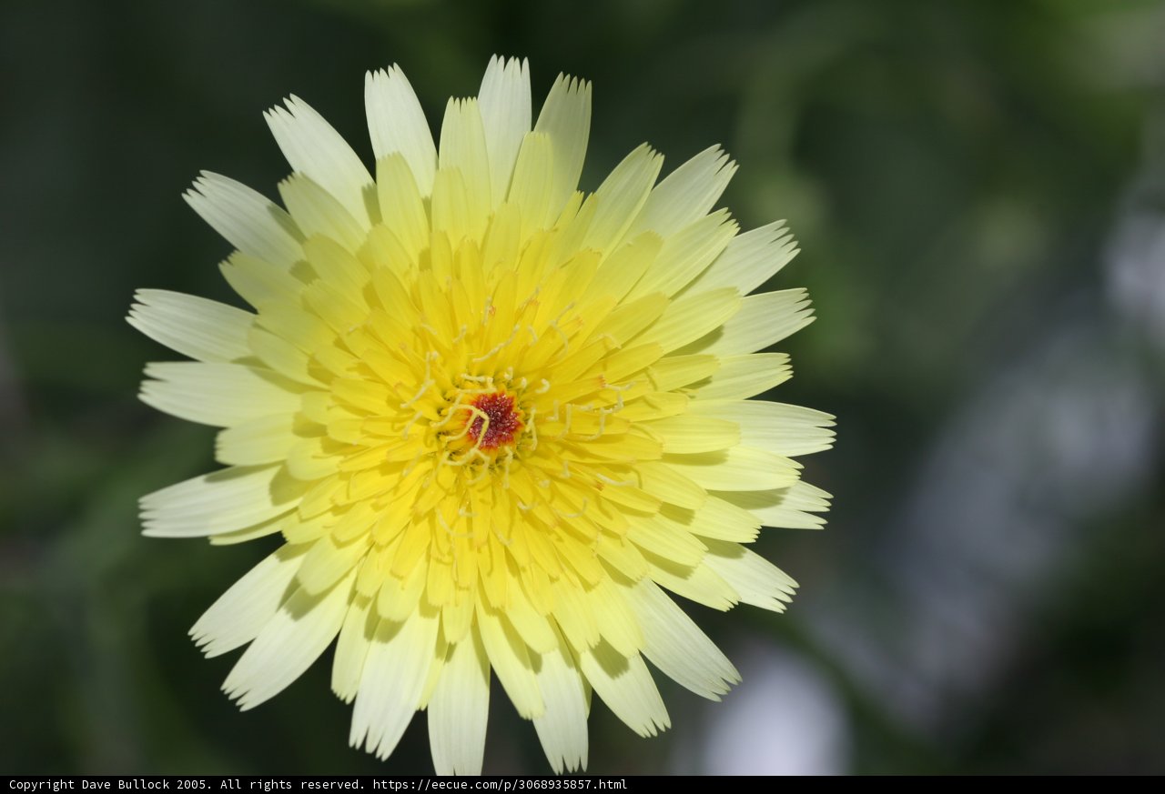 Sunny Bloom