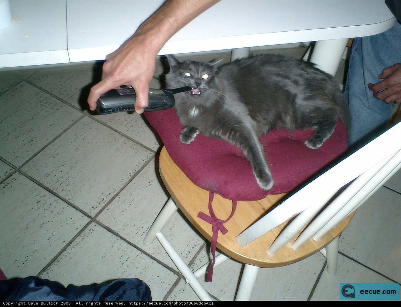 Cozy Cat