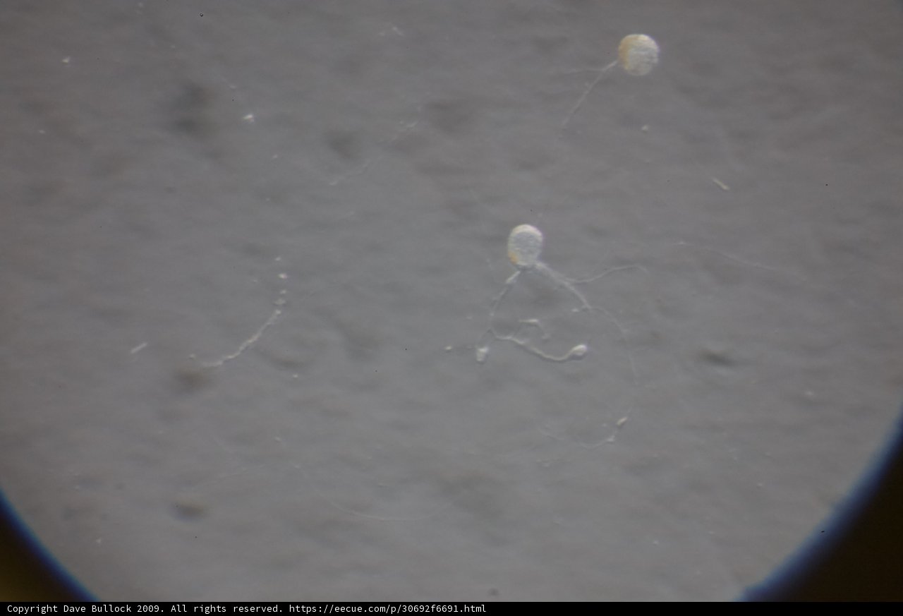 Mysterious Sphere in the Water