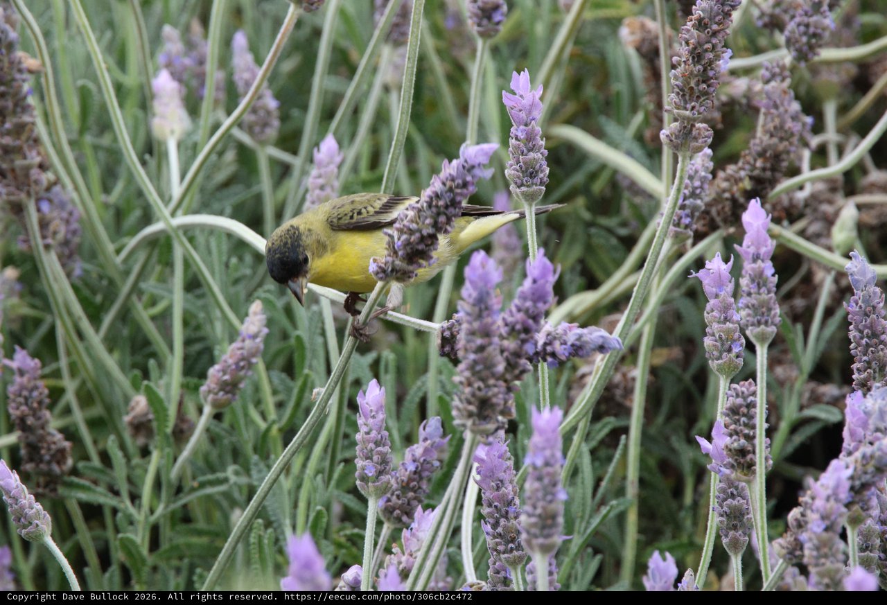 Yellow Finch Feeding on Lavender Blossoms