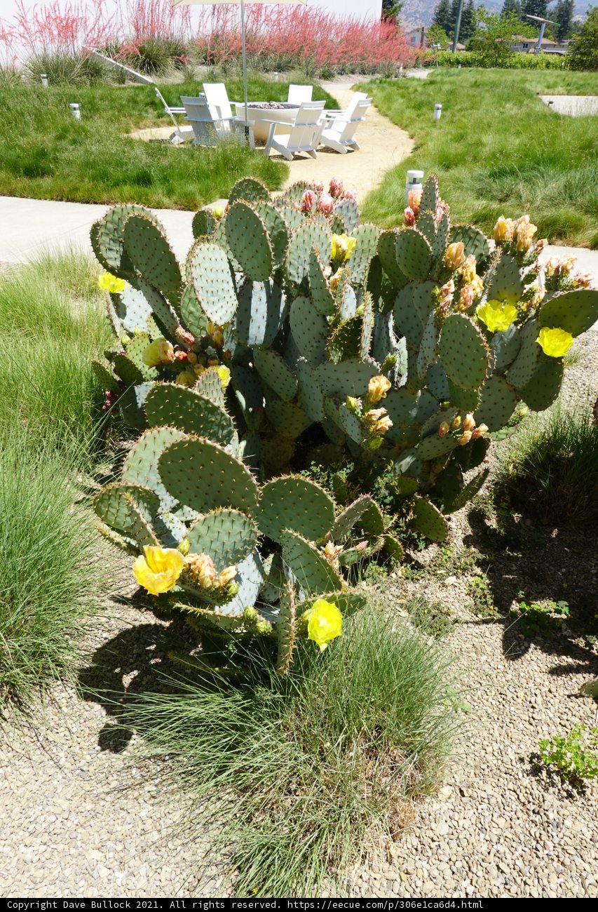 Desert Oasis