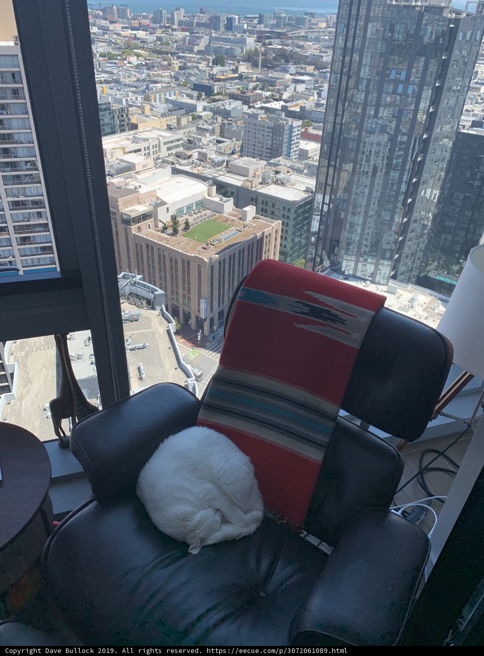 Feline Dreaming by the Cityscape