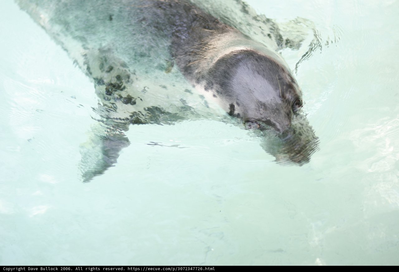 Playful Seal in the Open Water