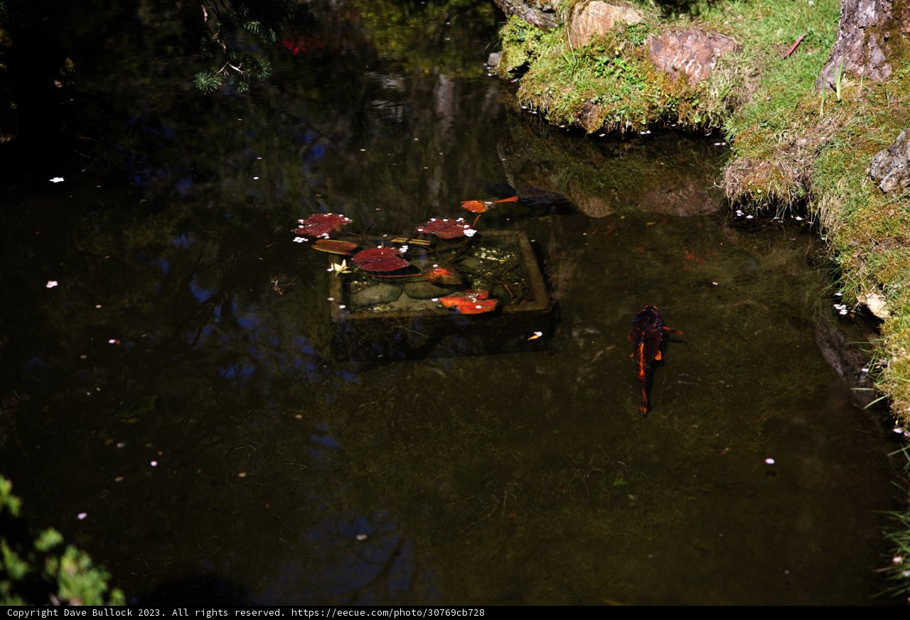 Serenity in a Japanese Tea Garden Pond