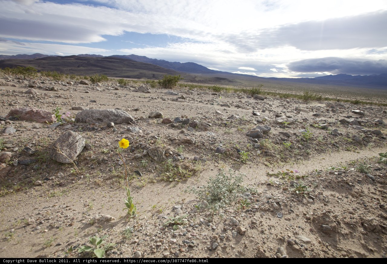 Lone Yellow Flower in the Desert