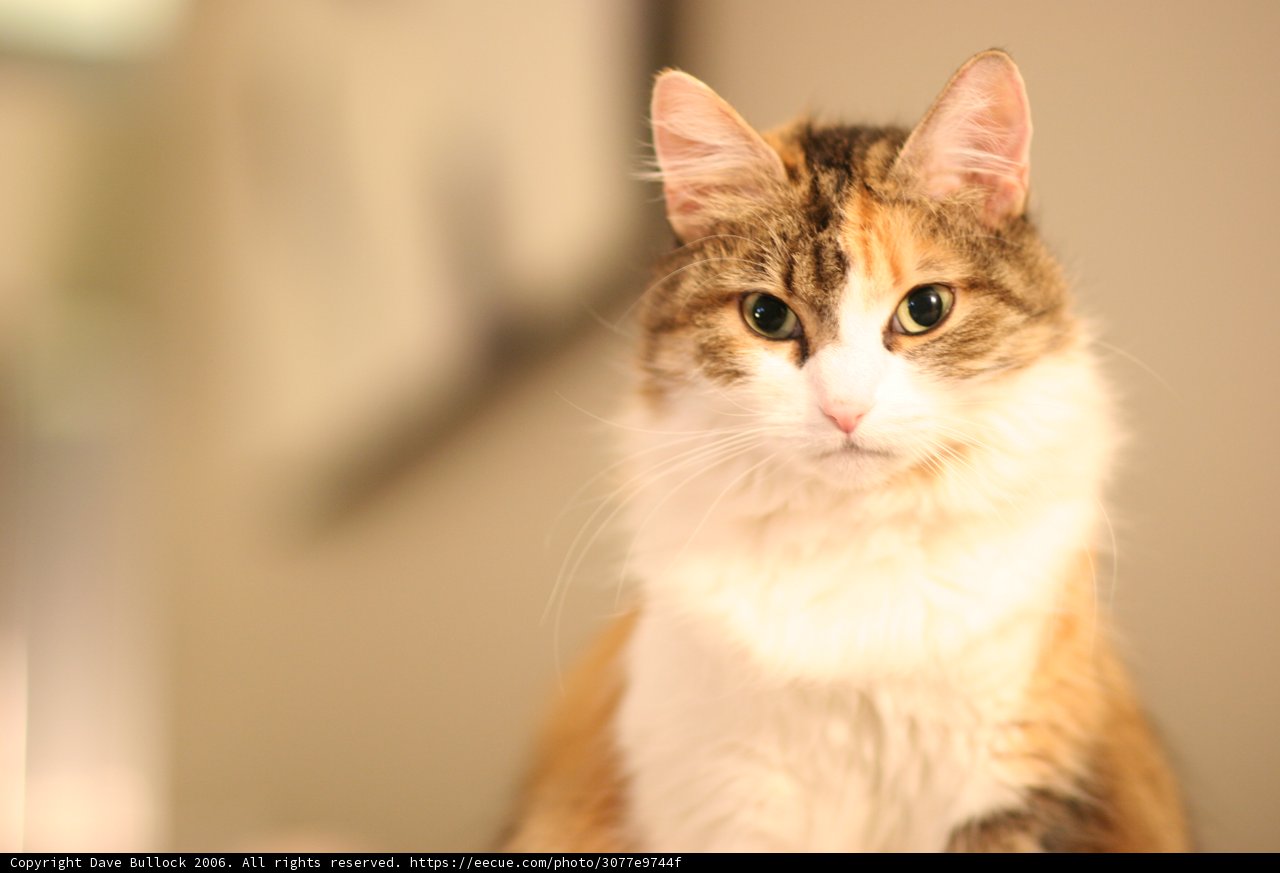 Regal Calico