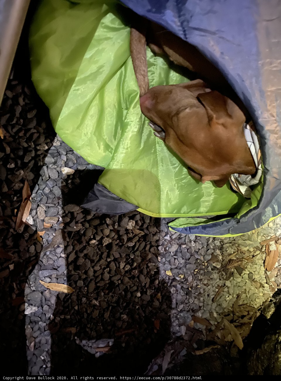 Cozy Camping Companion