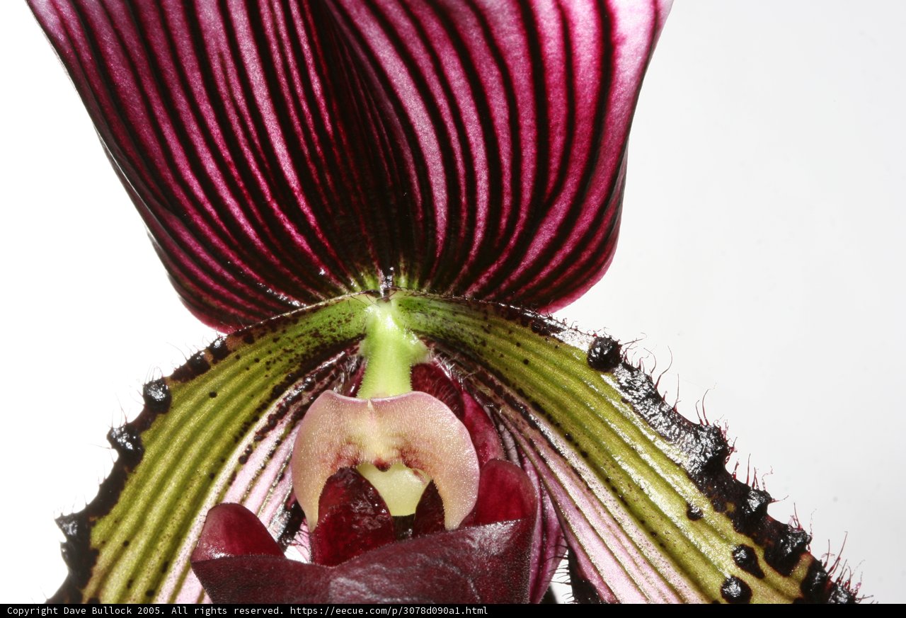 Vibrant Orchid Delight