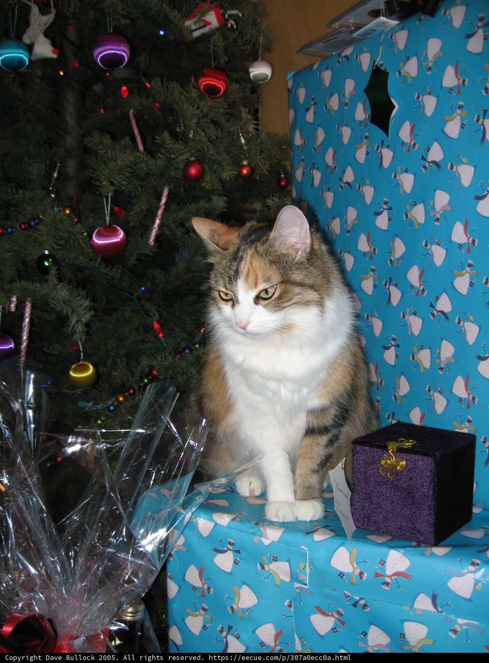 Feline Holiday Surprise
